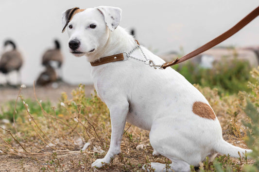 Martingale Leather Dog Collar