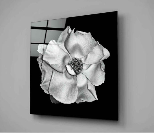 Monochrome White Rose Glass Wall Art