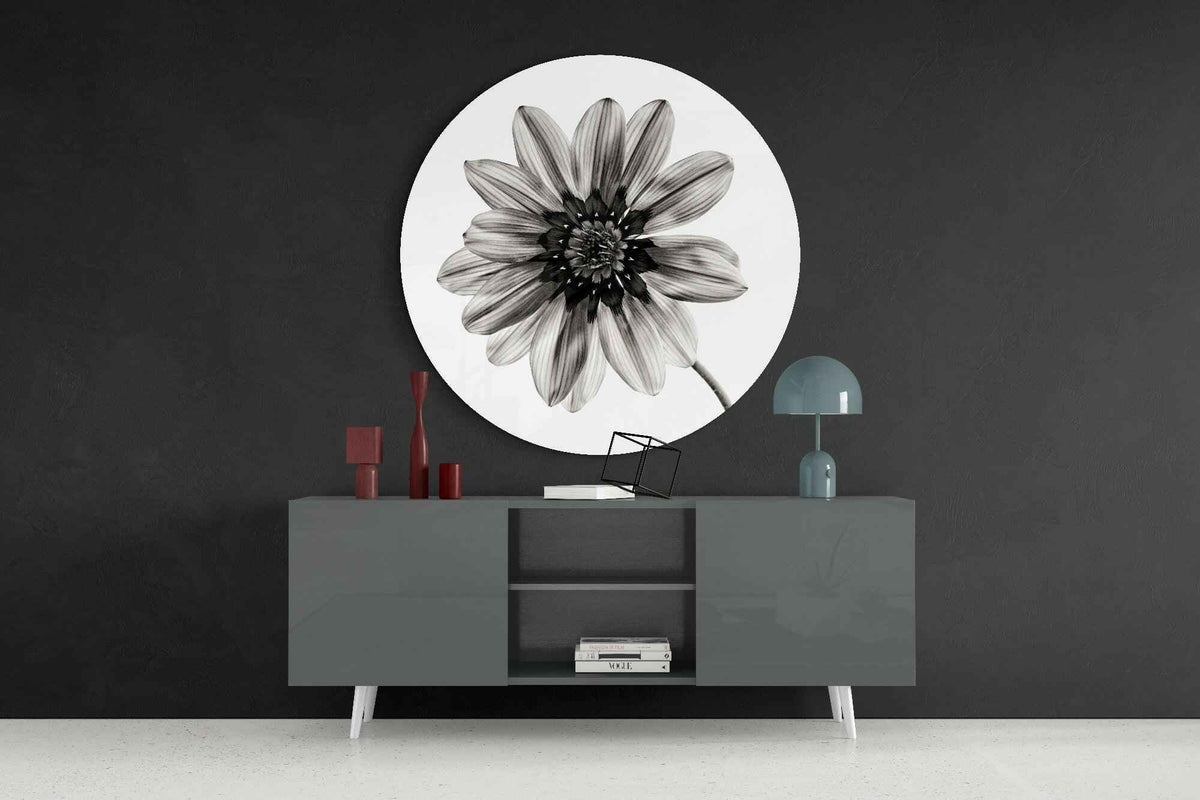 Monochrome Gazania Daisy Glass Wall Art