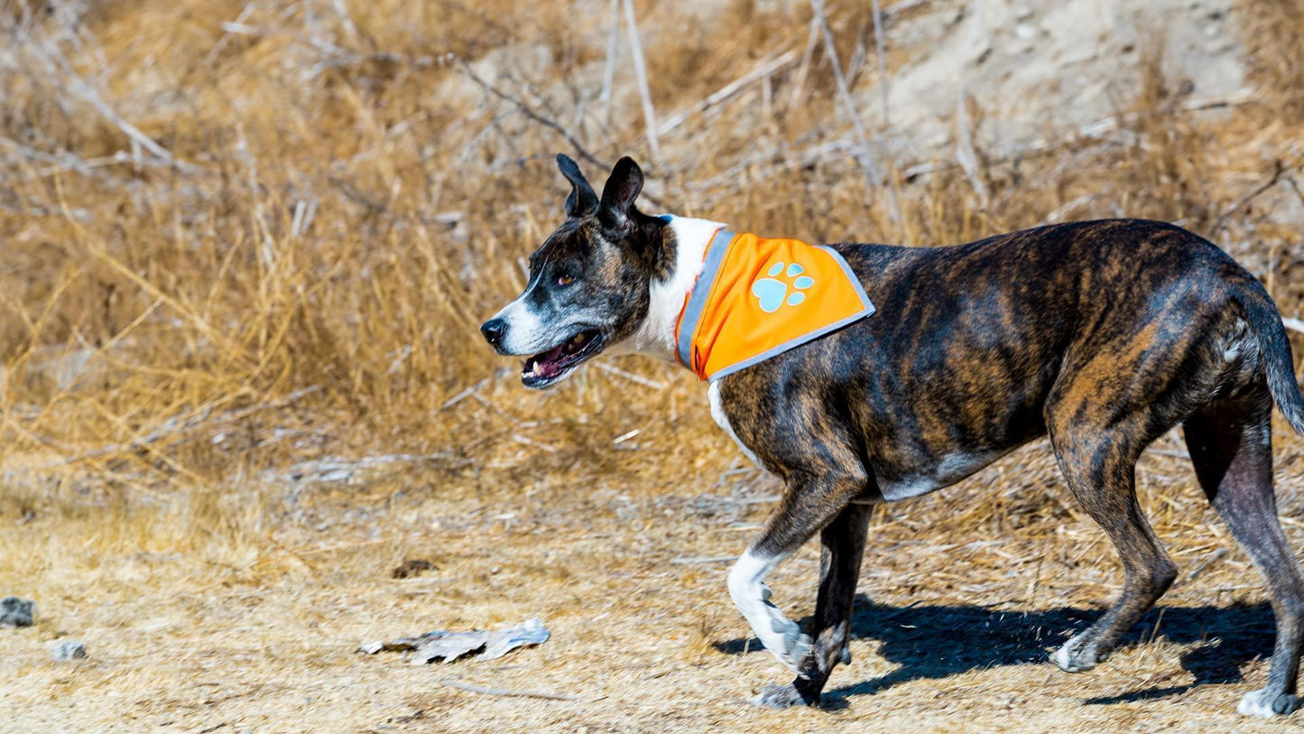 Reflective Dog Bandana Hi-Vis 24.5 in Chest x 22 in Neck Orange