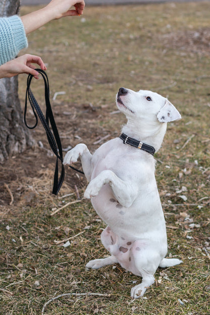 Pro Line Leather Hunting Dog Collar