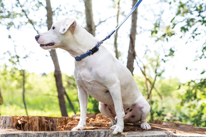 Waterproof Super Soft PVC Dog Leash
