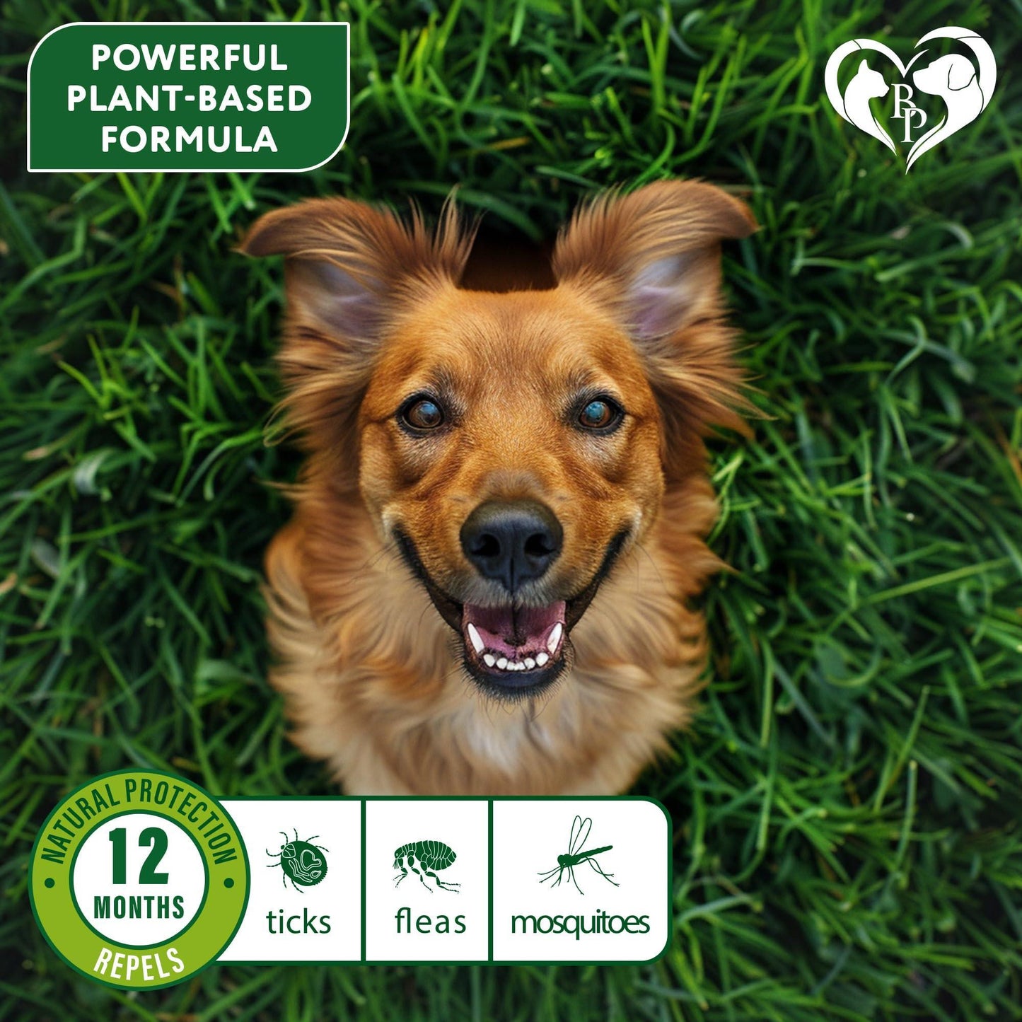 Flea & Tick Collar for Dogs 6-Month Protection Essential Oil 2 Count