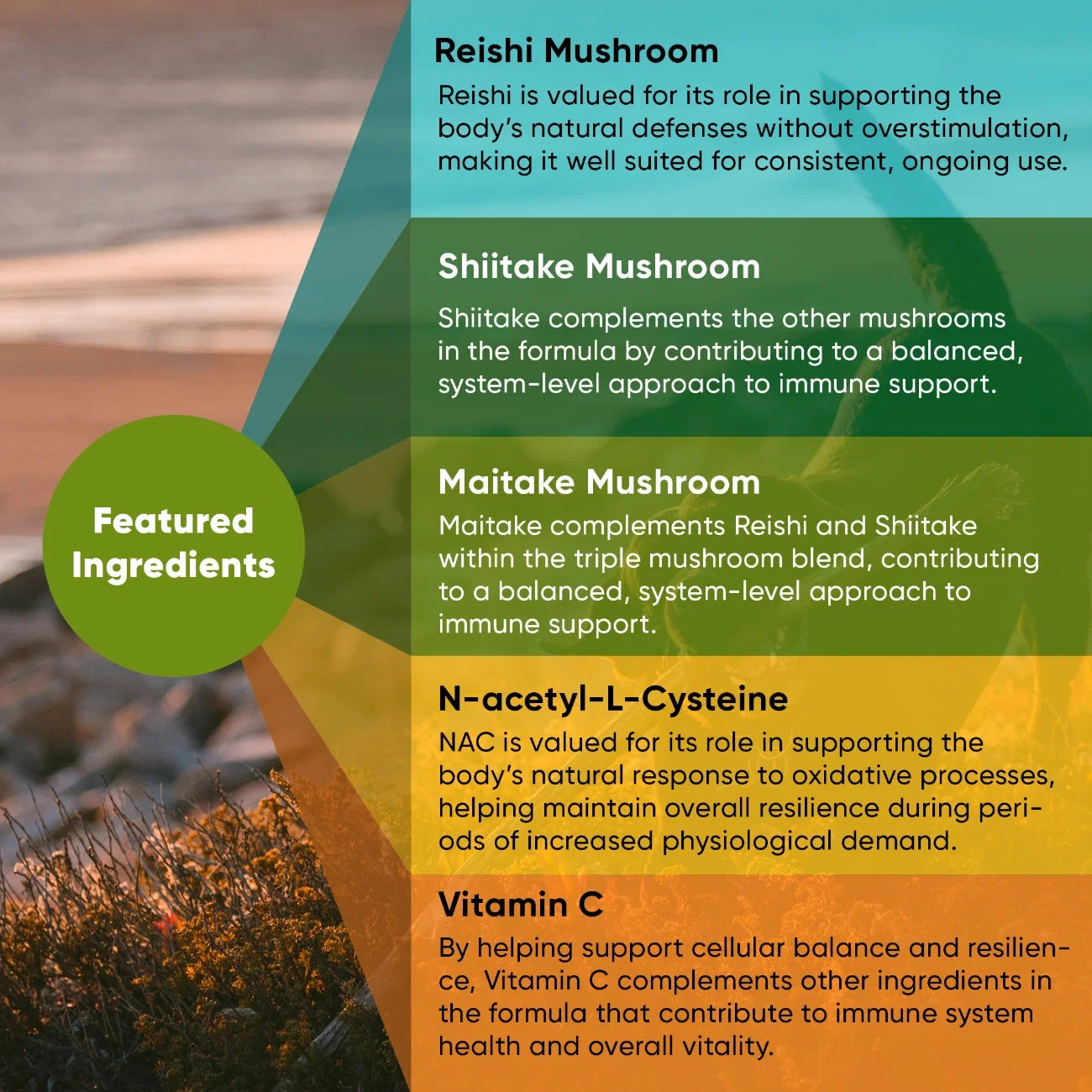 Mushroom Immune Support