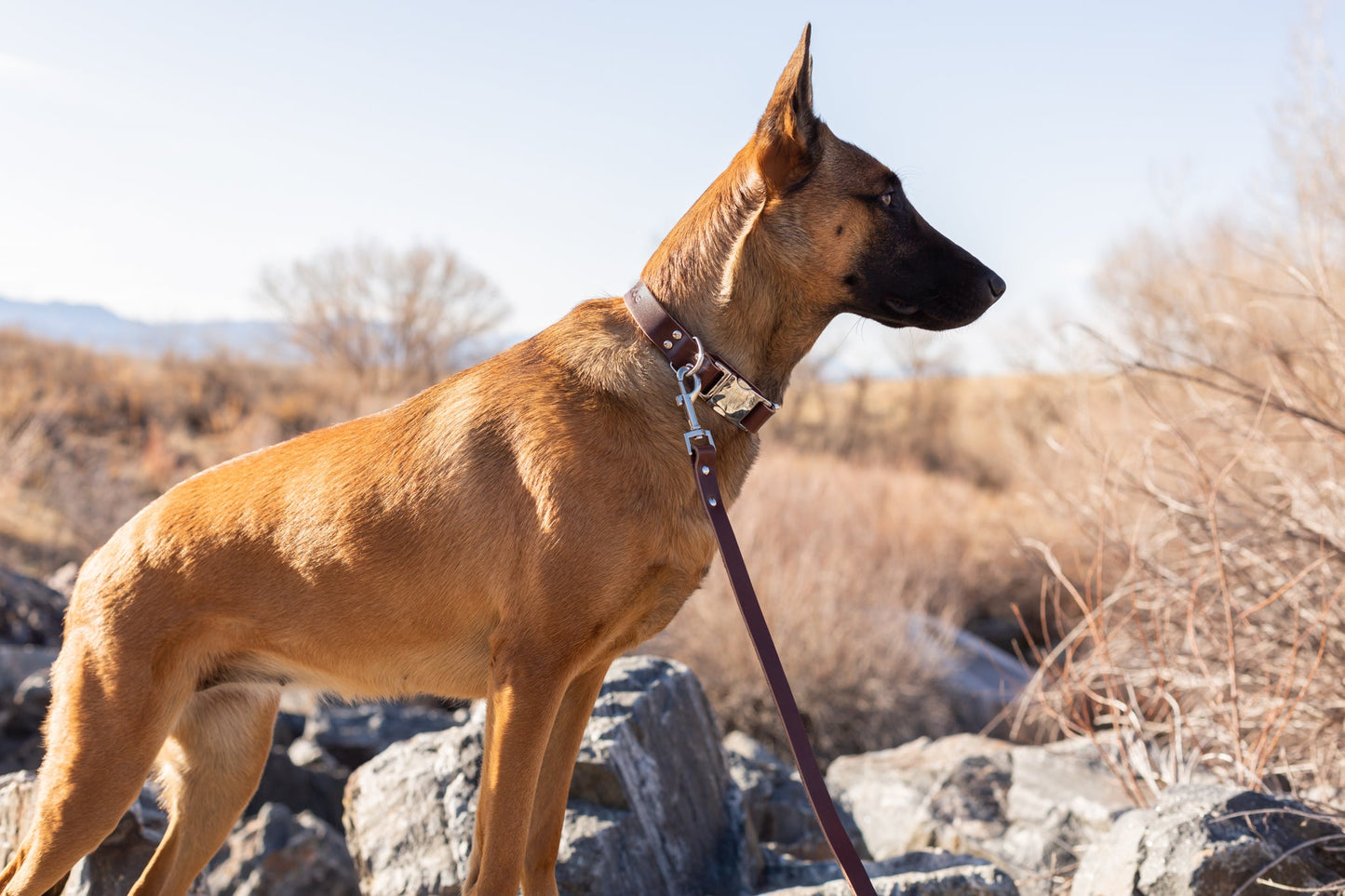 Modern Style Quick-Release Leather Dog Collar