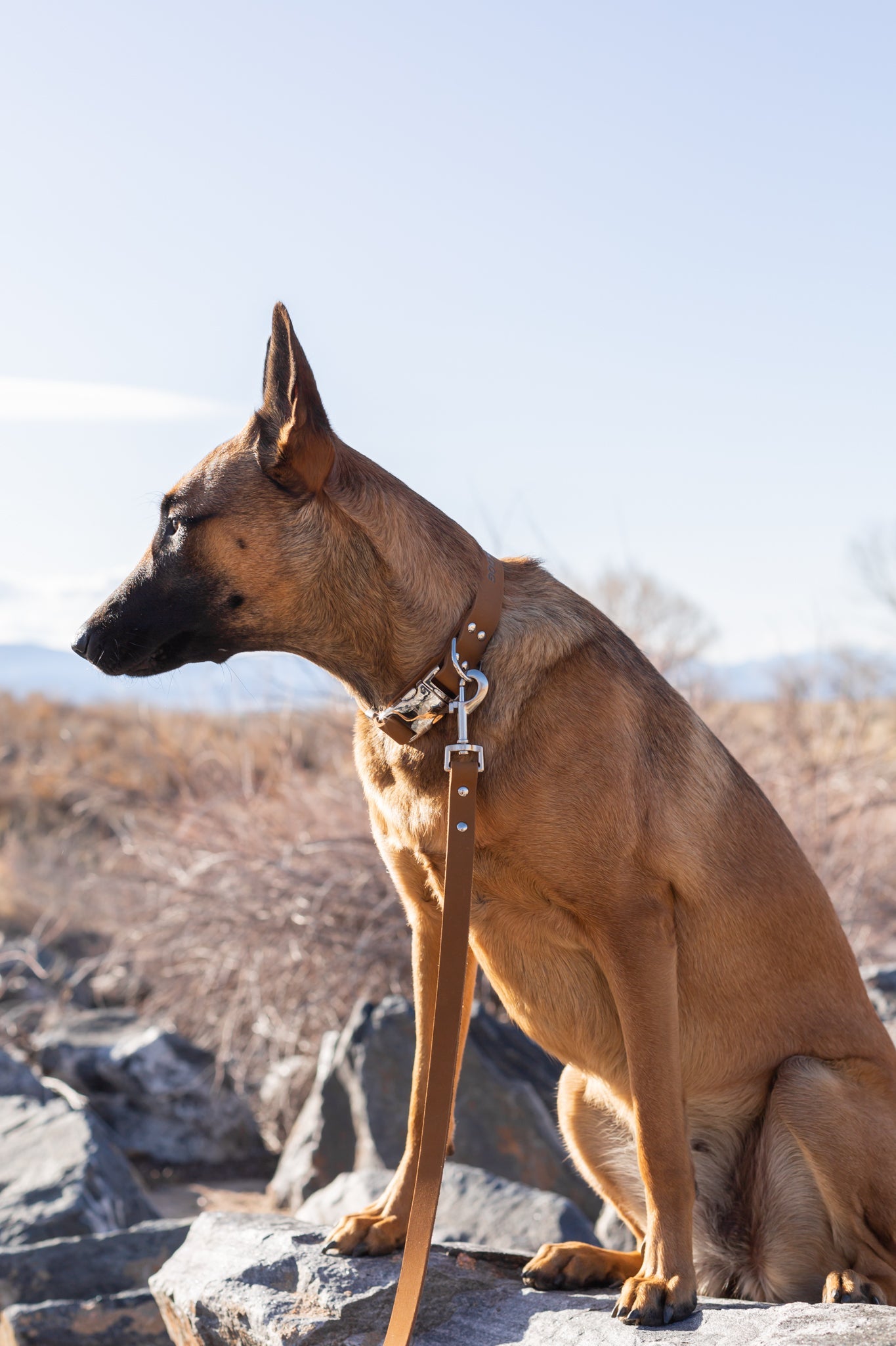 Modern Style Leather Dog Leash