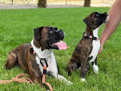 Mountain Flat Weave Climbing Rope Dog Leash