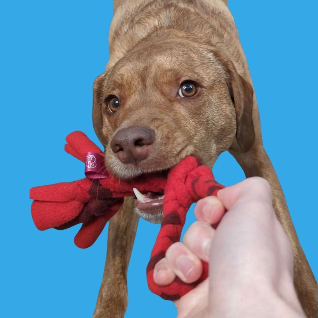 3-in-1 Bundle Enrichment Tube for Dogs - Tug Toy, Treat Dispenser & Snuffle Ball - Shaketea