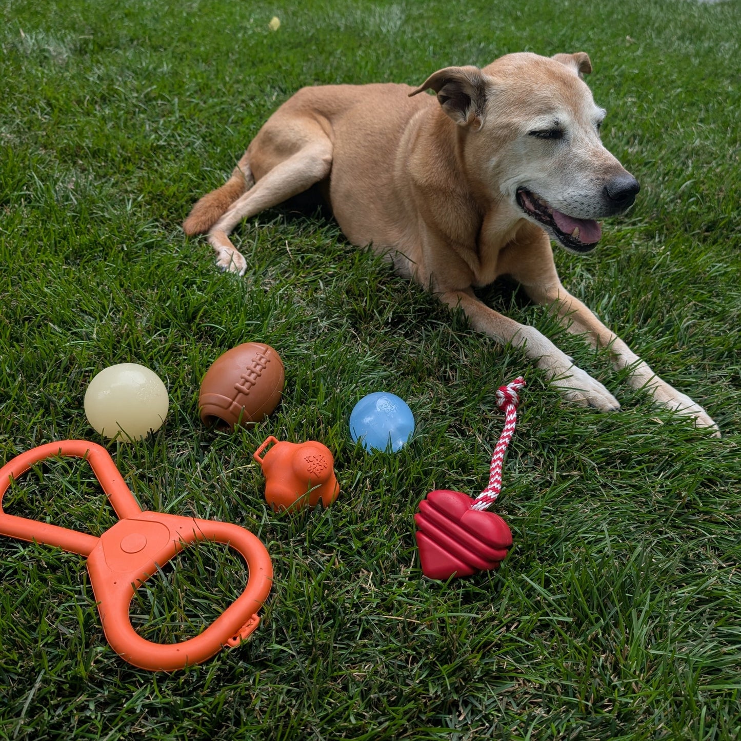 Chew Toys - Shaketea