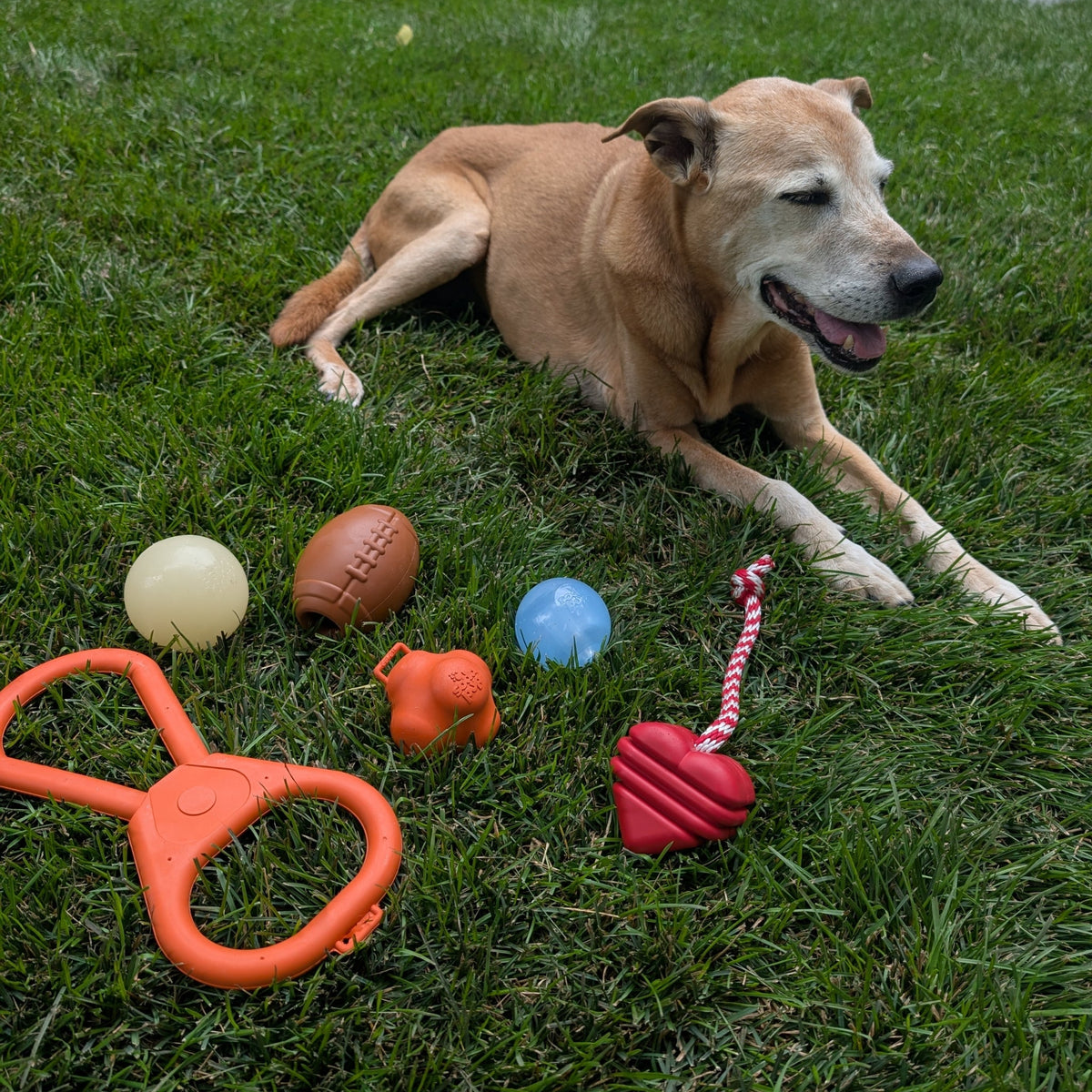 Chew Toys - Shaketea