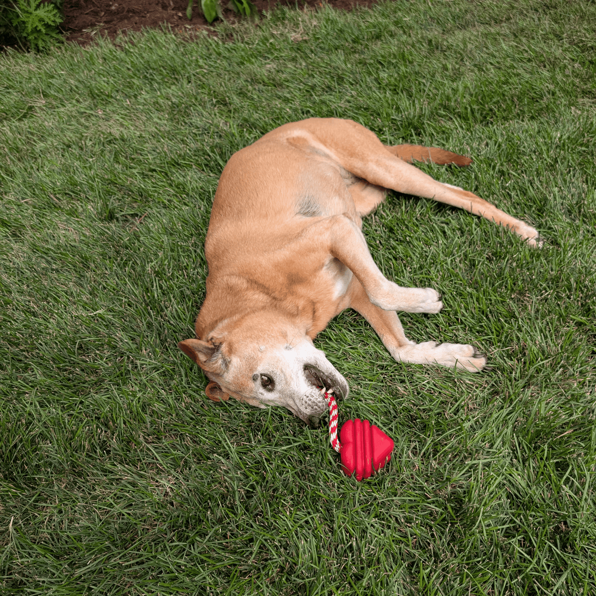 Chew Toys - Shaketea