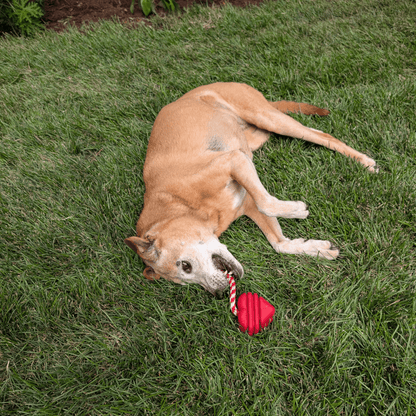 Chew Toys - Shaketea