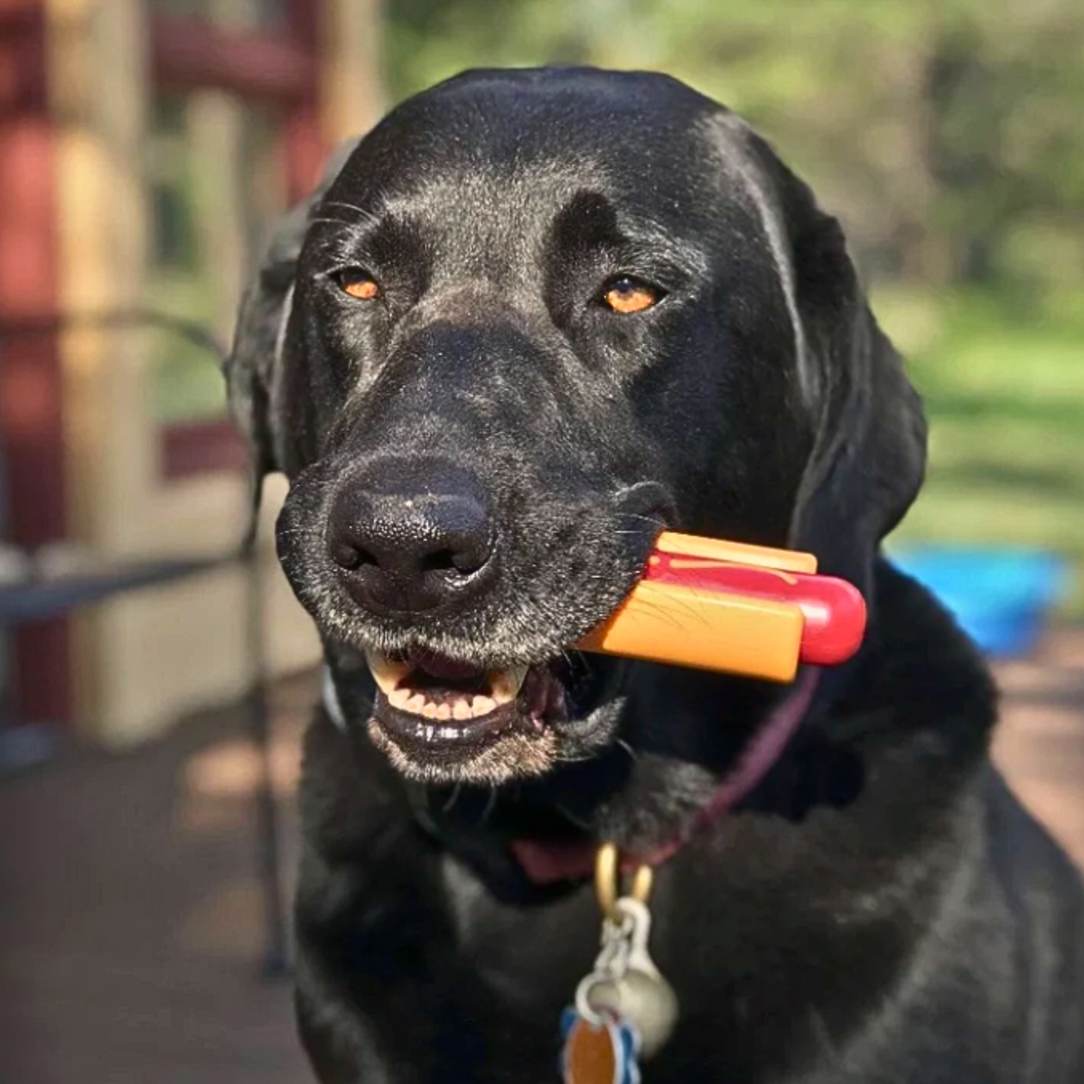 Chew Toys - Shaketea