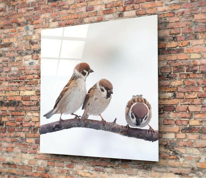 Three Sparrows On Snowy Branch Glass Wall Art