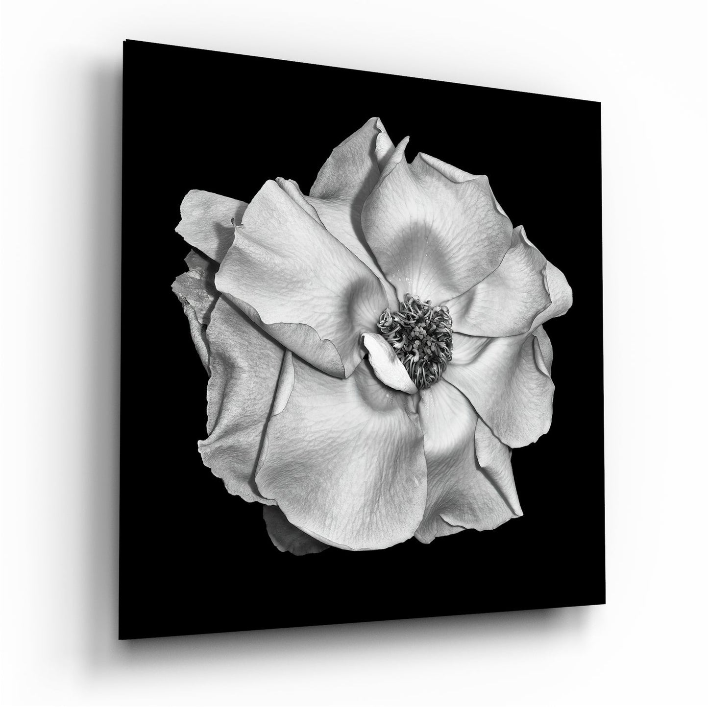 Monochrome White Rose Glass Wall Art