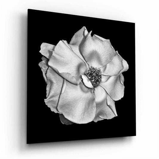 Monochrome White Rose Glass Wall Art
