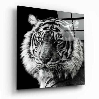Tiger's Look Glass Wall Art