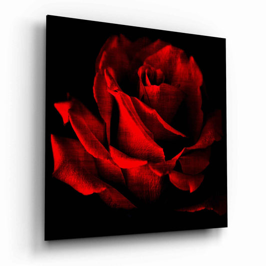 Crimson Rose Bloom on Black Glass Wall Art