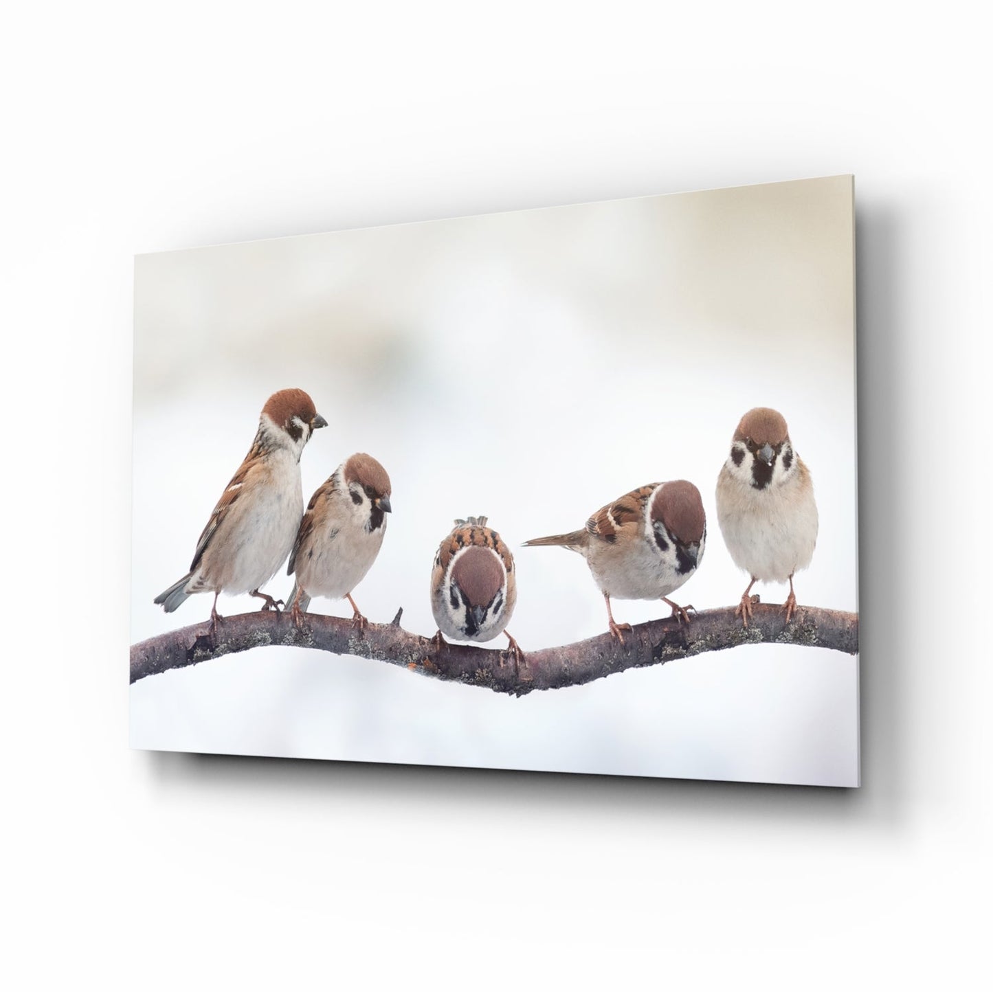Five Sparrows Perched On Branch Glass Wall Art