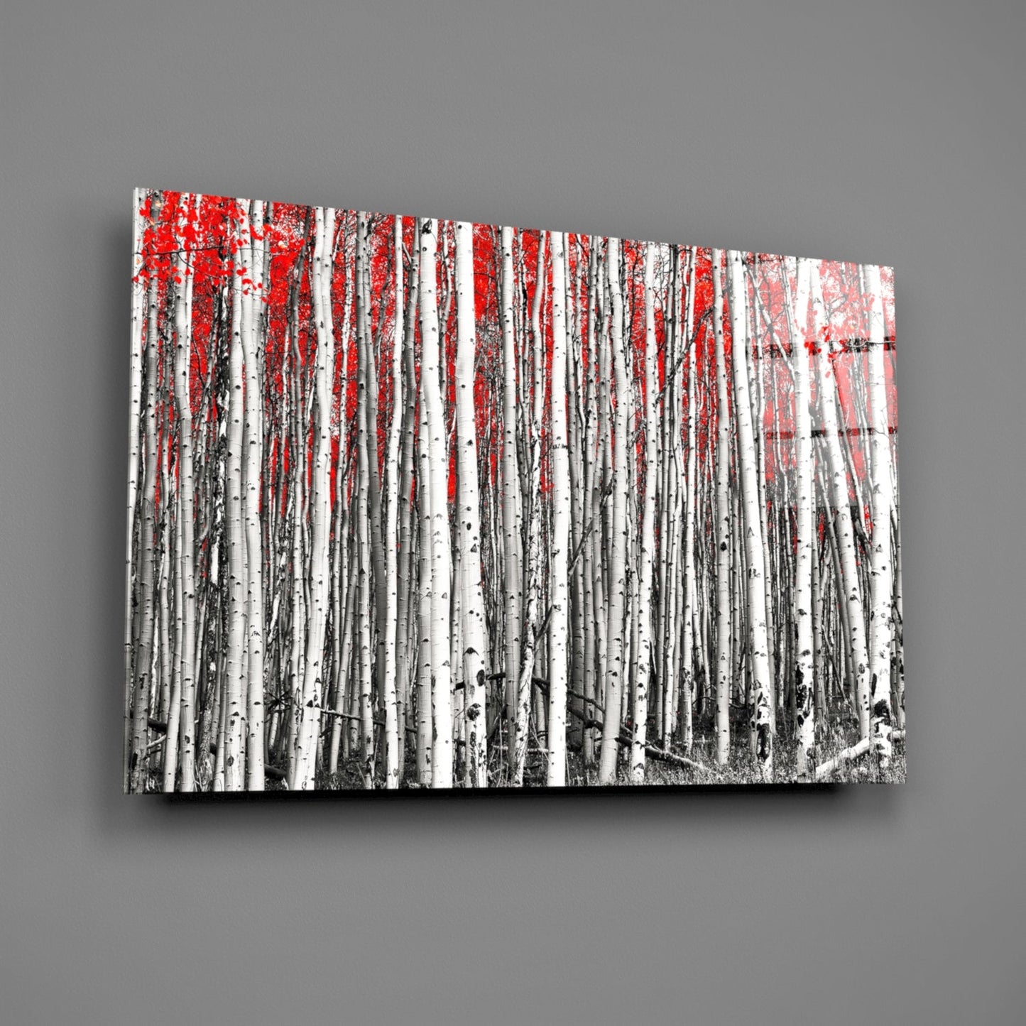 Wide Panoramic Birch Forest Red Treetops Glass Wall Art