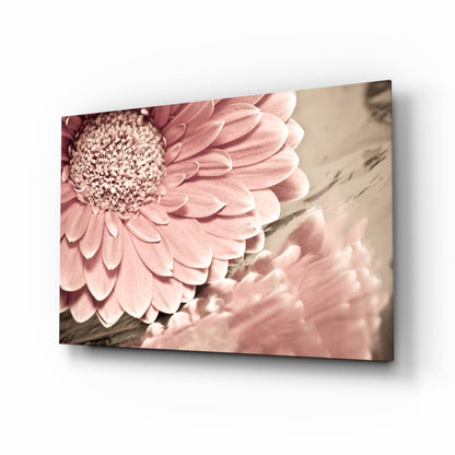 Blush Gerbera Daisy Macro Glass Wall Art