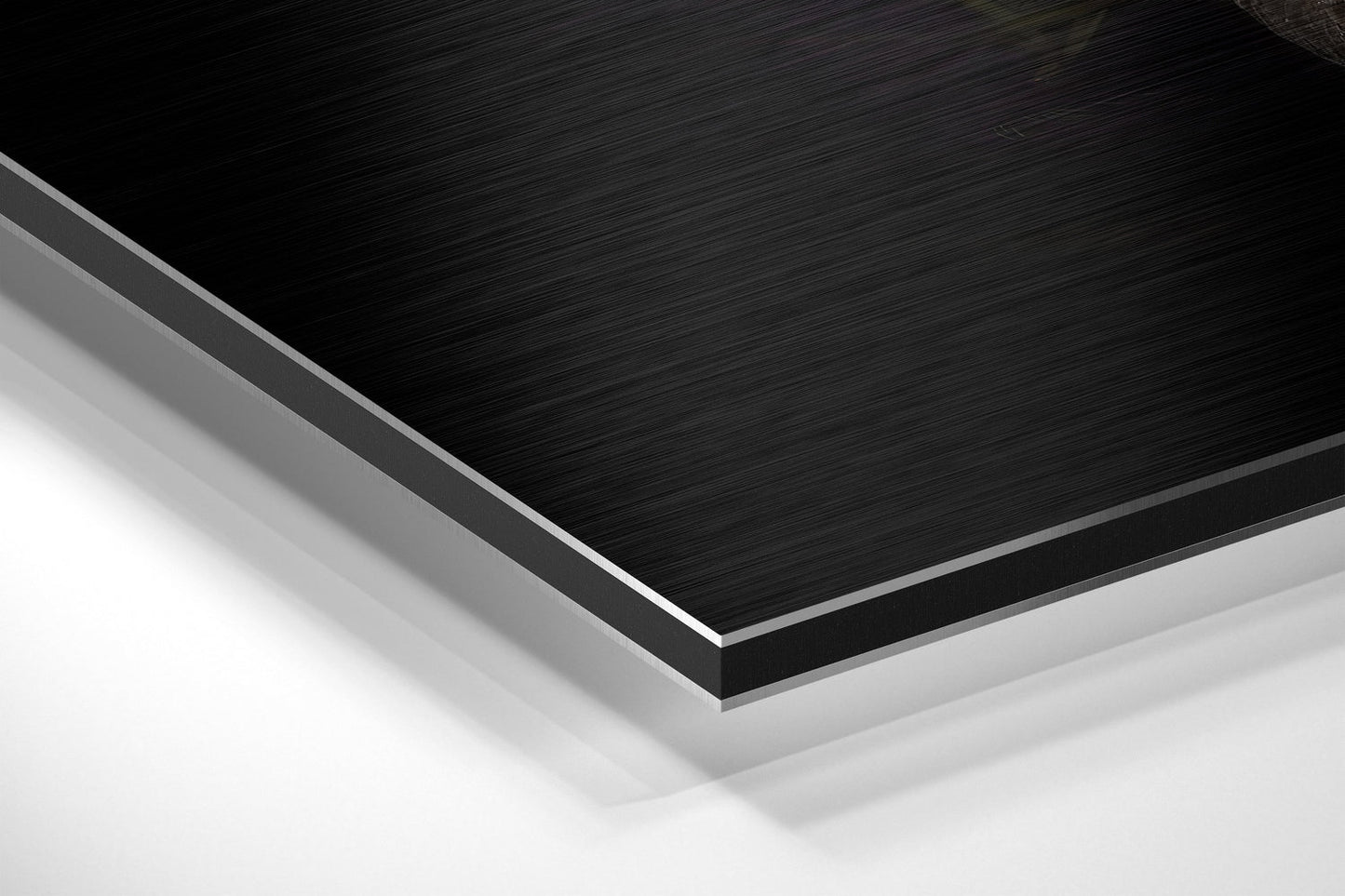 Black Swan Brushed Aluminium Dibond Wall Art