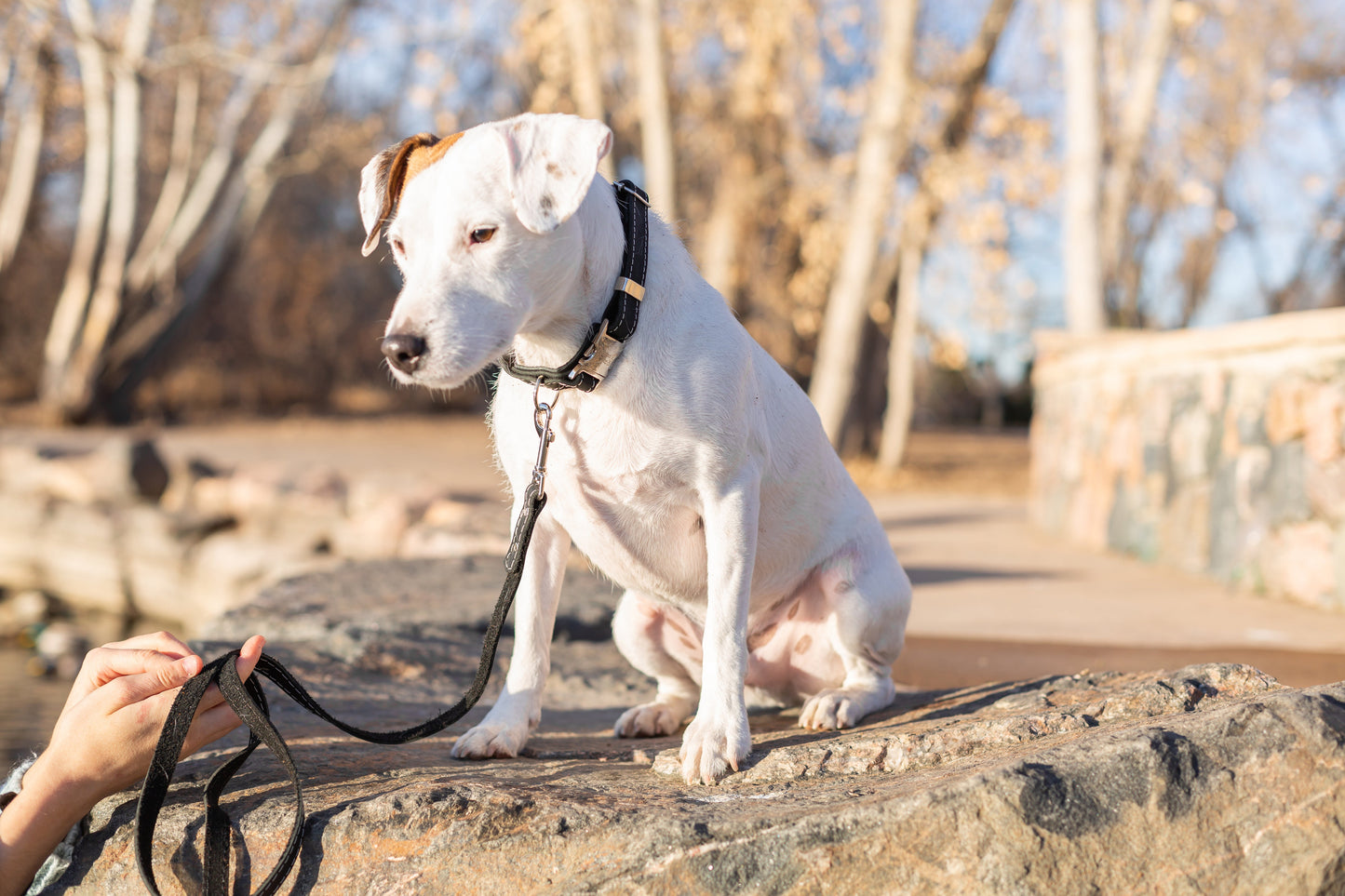 Pro Line Leather Hunting Dog Leash