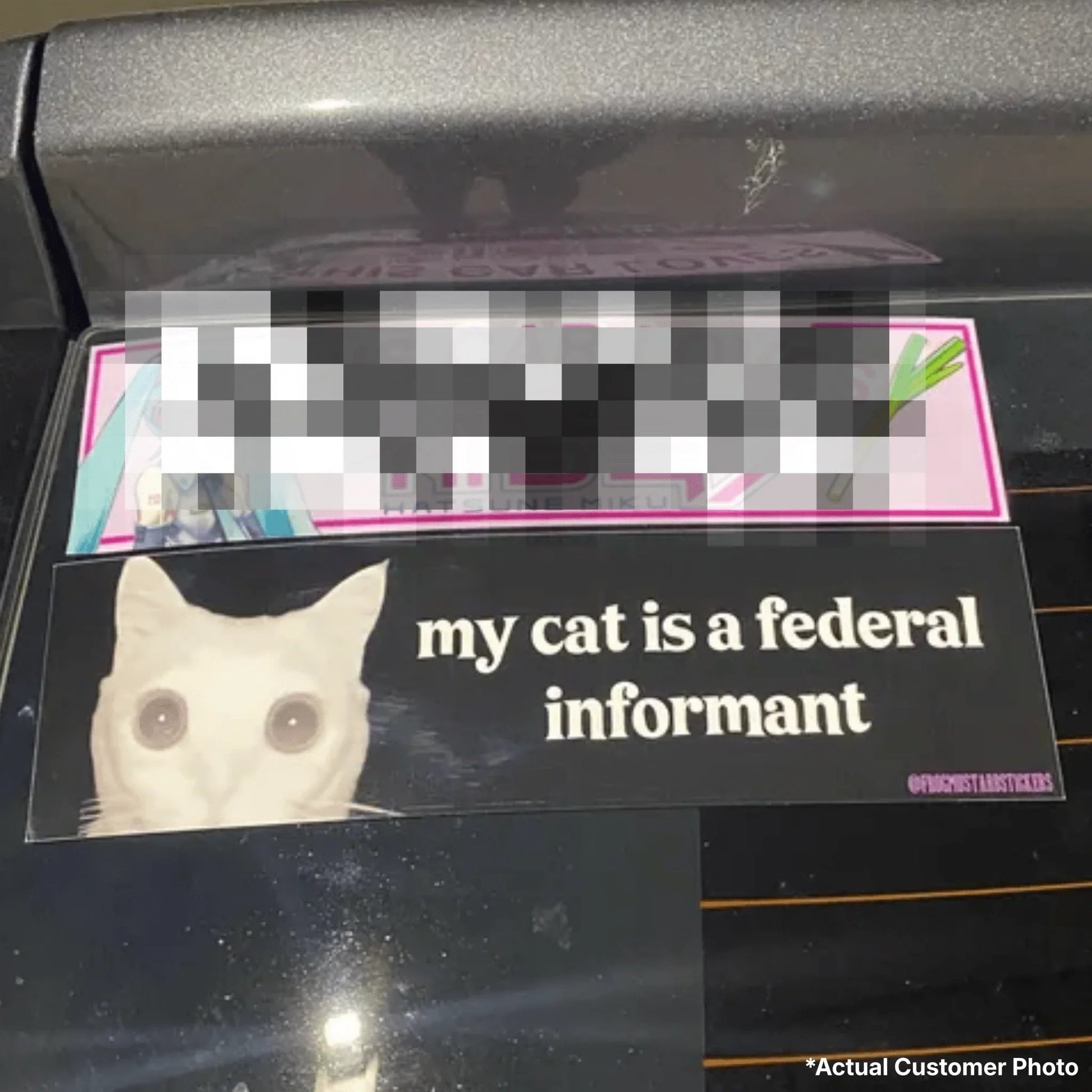 My Cat is a Federal Informant