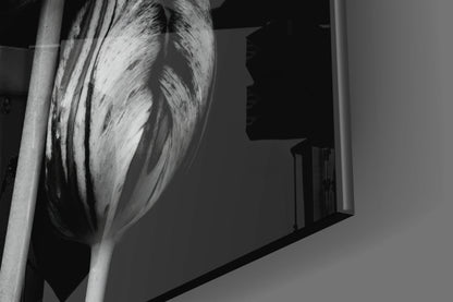 Three Parrot Tulips on Black Glass Wall Art