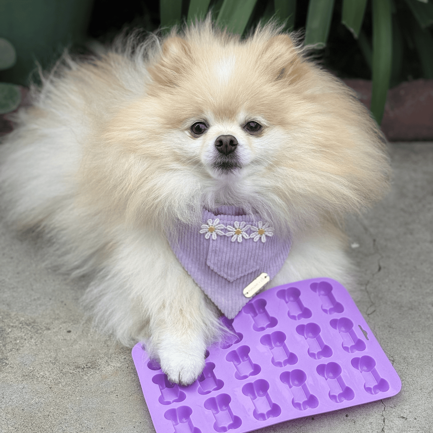 Pet Treat Molds - Shaketea