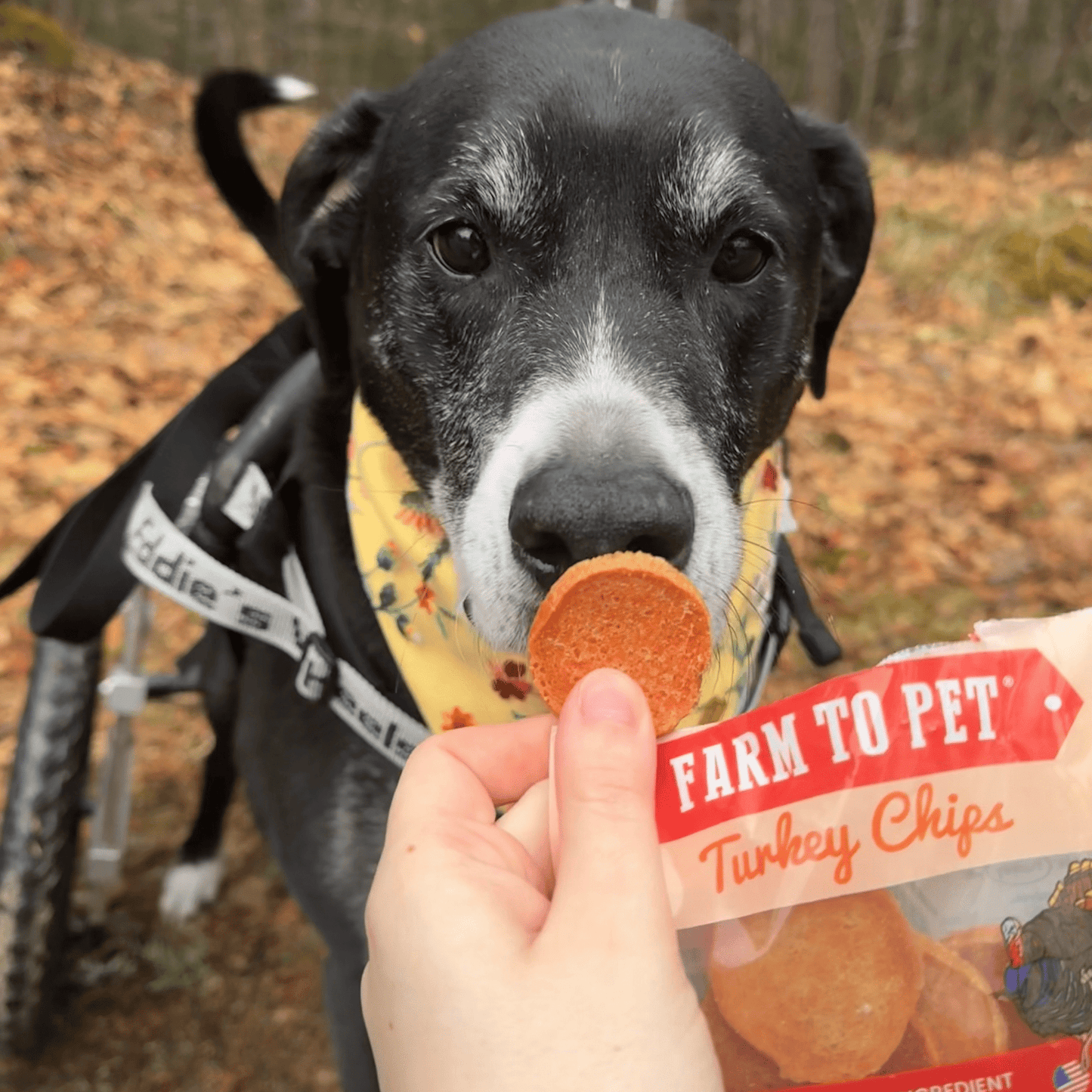 Turkey Chips Snack Pack Bundles | Low Allergen Treats for Training