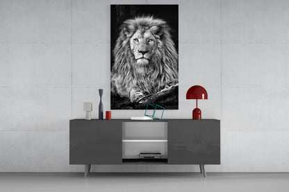 Regal Resting Lion Monochrome Glass Wall Art